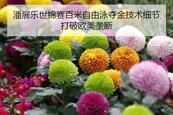 潘展乐世锦赛百米自由泳夺金技术细节打破欧美垄断